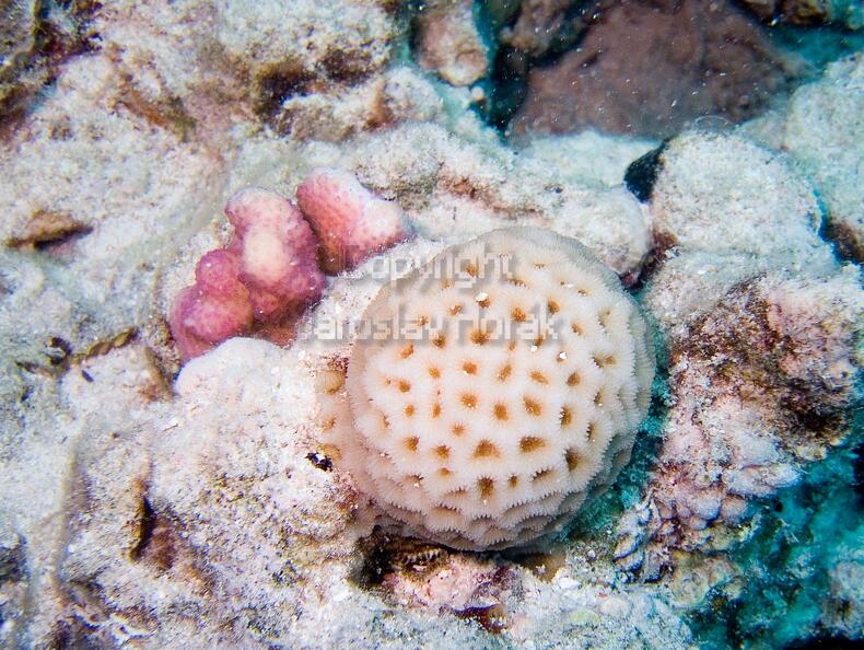 DSCF8352 koral.jpg